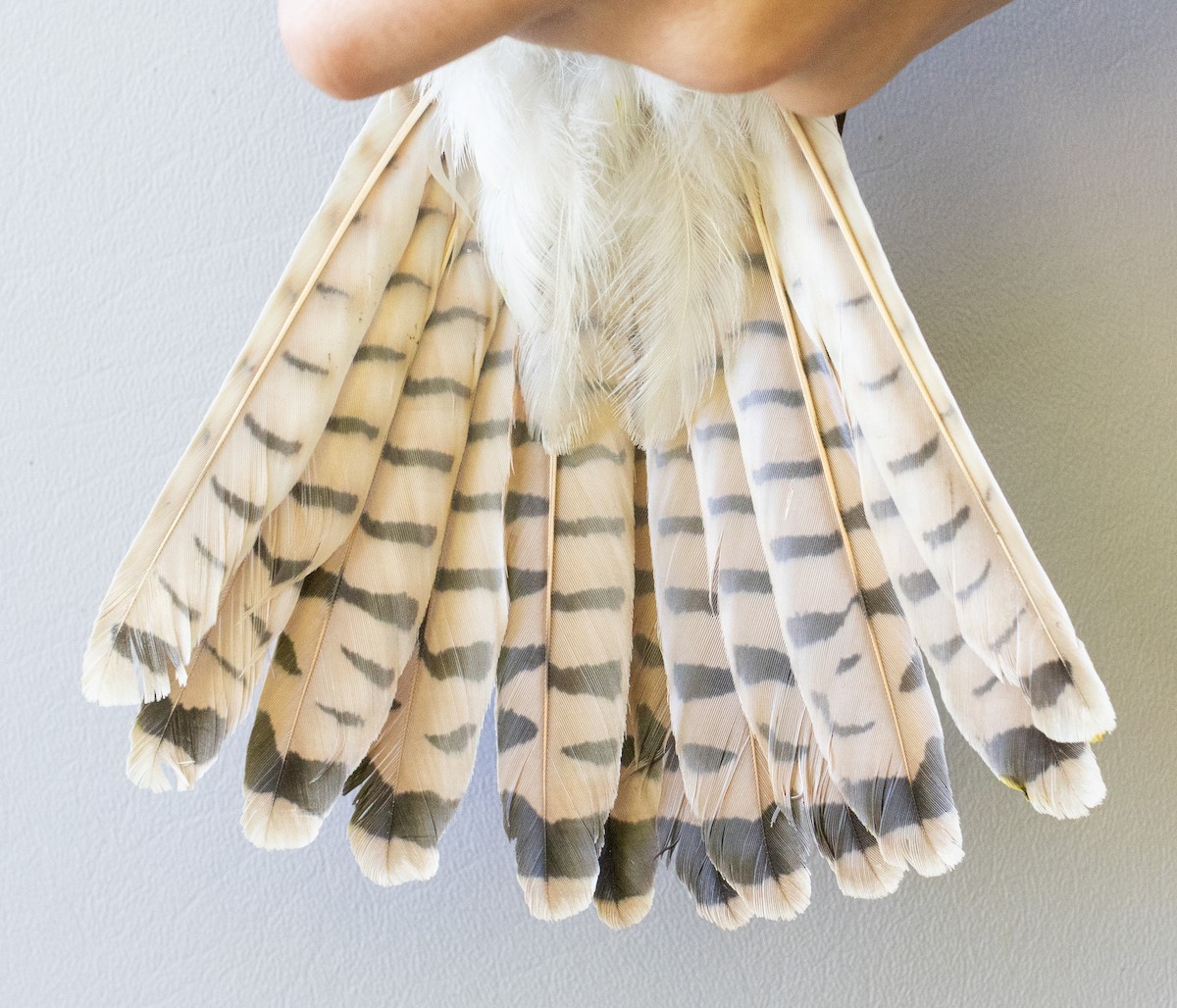 American Kestrel - ML643090908