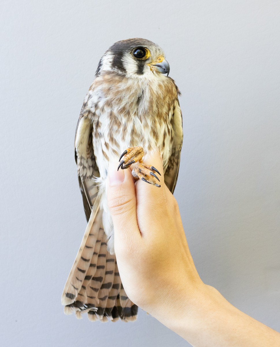 American Kestrel - ML643090909