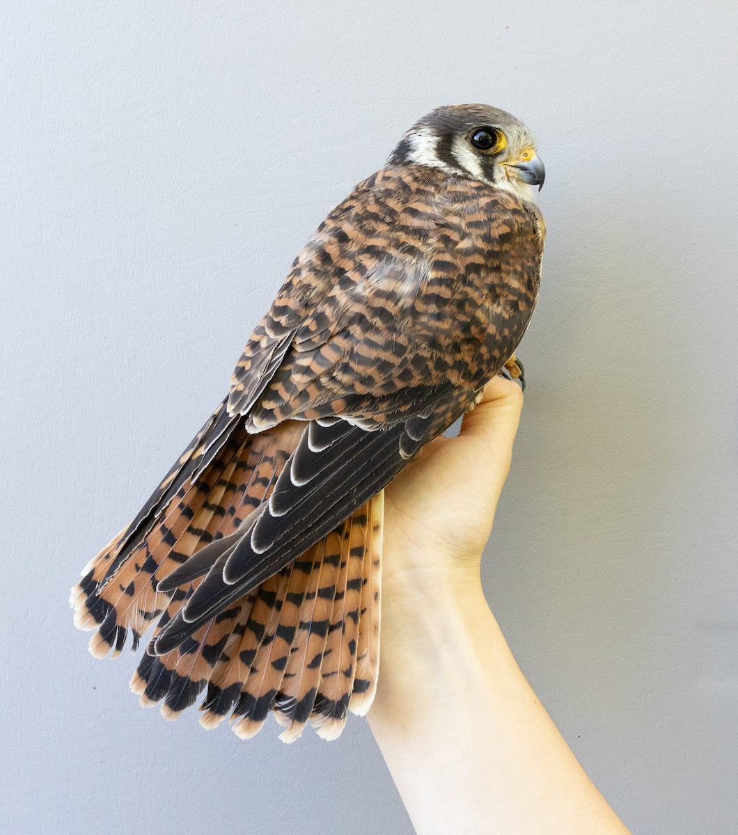 American Kestrel - ML643090911