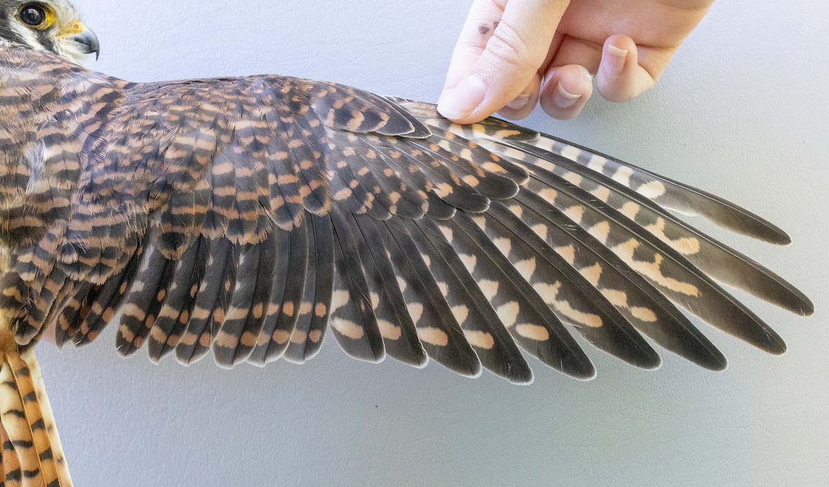 American Kestrel - ML643090912