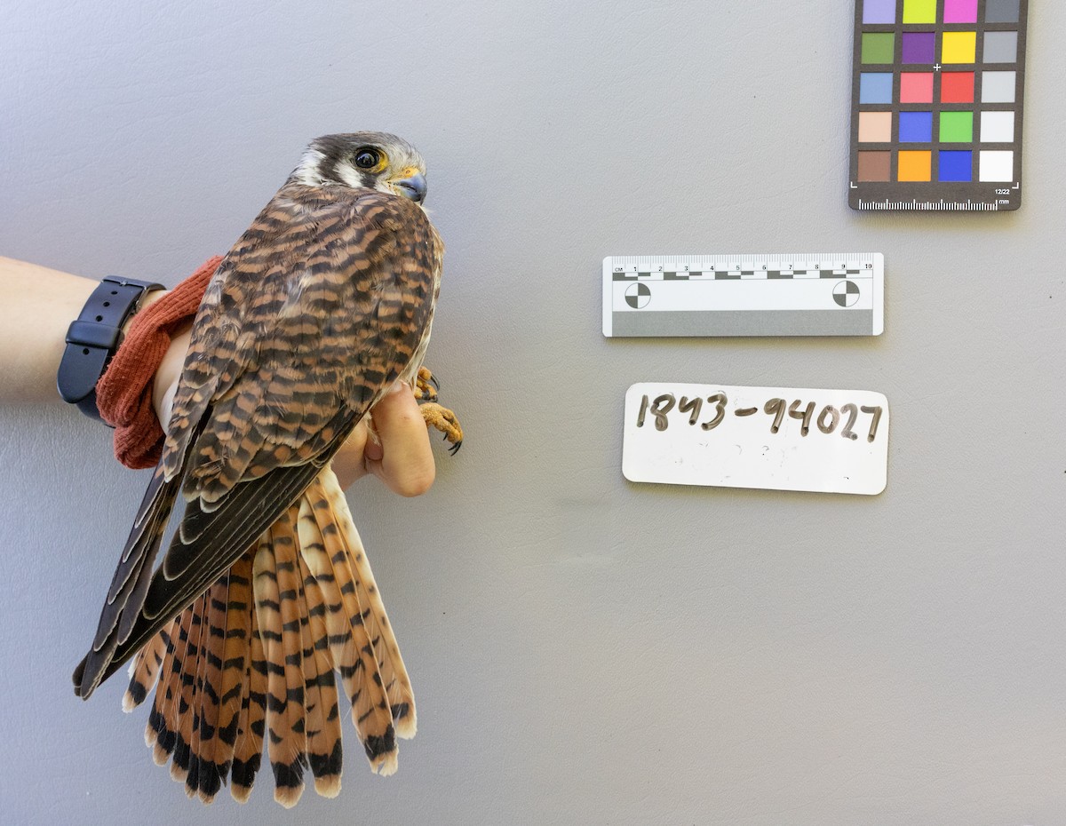 American Kestrel - ML643090913