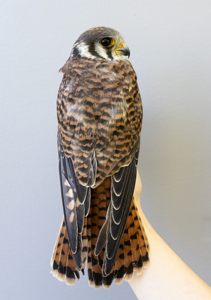 American Kestrel - ML643090914