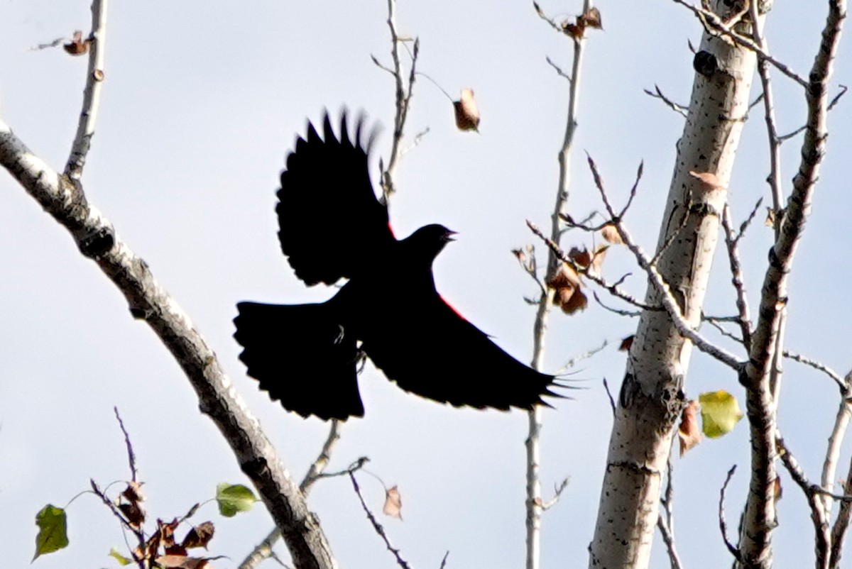 Red-winged Blackbird - ML643090947