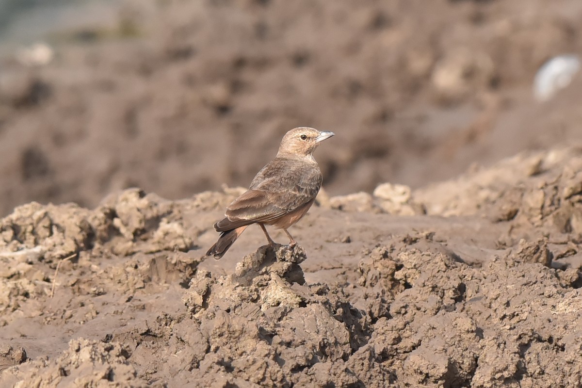 Rufous-tailed Lark - ML643090952