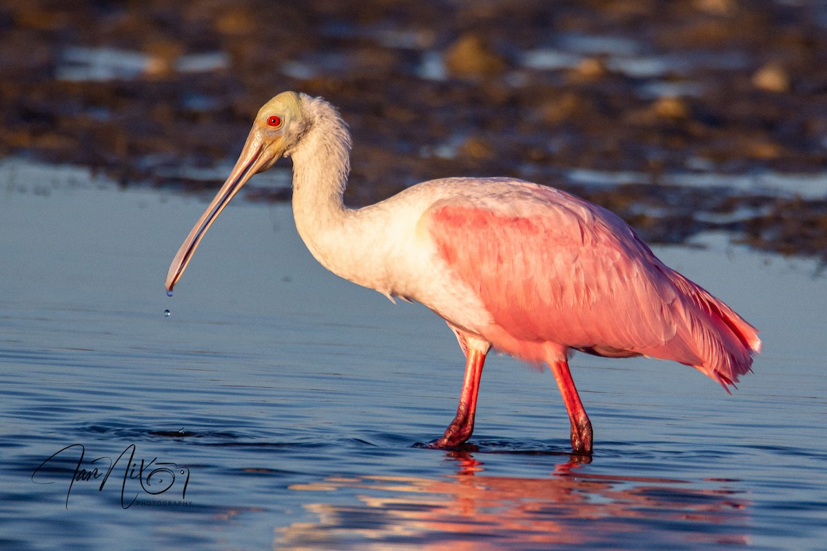 Roseate Spoonbill - ML643090953