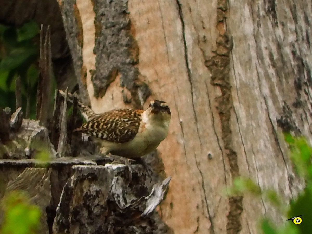 Rufous-backed Wren - ML643090956