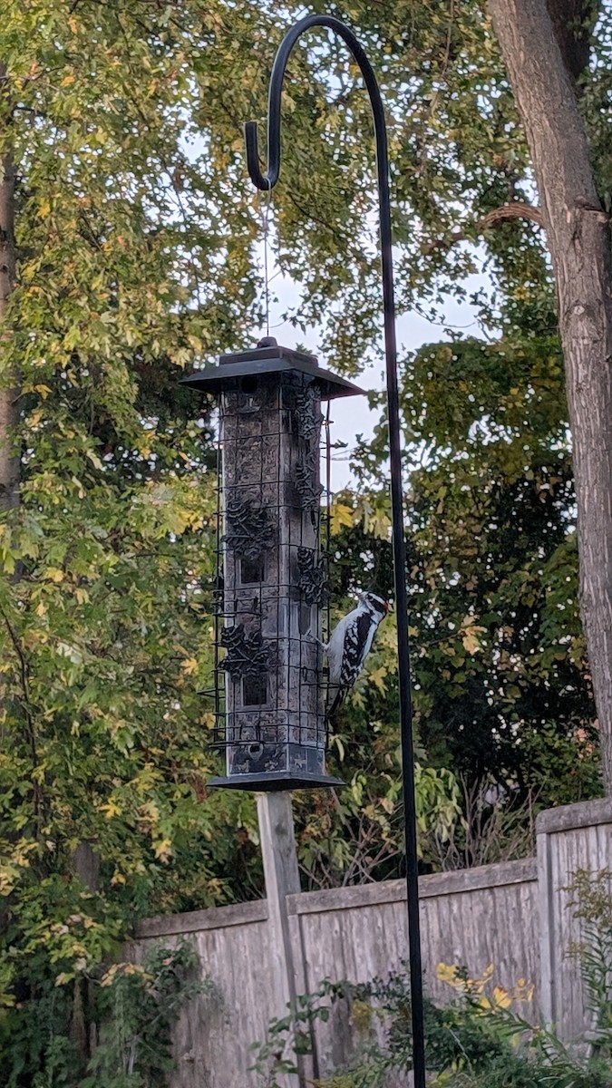 Downy Woodpecker - ML643090959