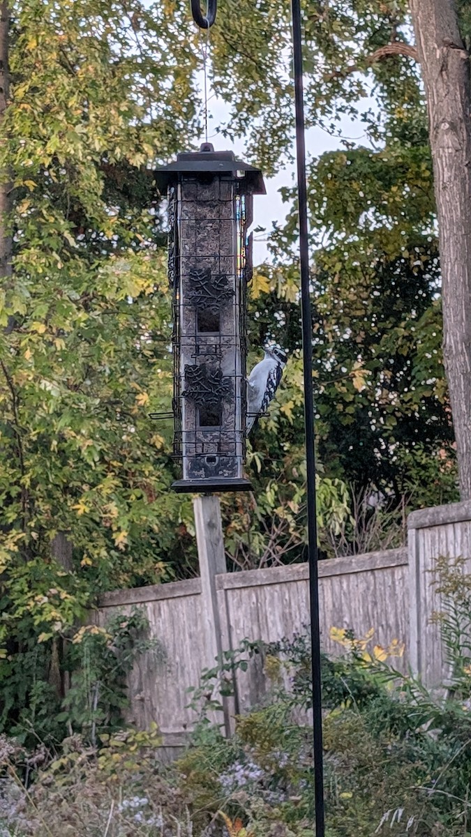 Downy Woodpecker - ML643090960