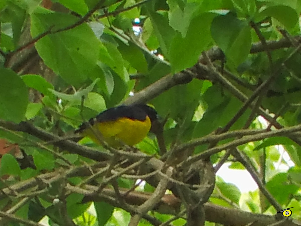 Scrub Euphonia - ML643090968
