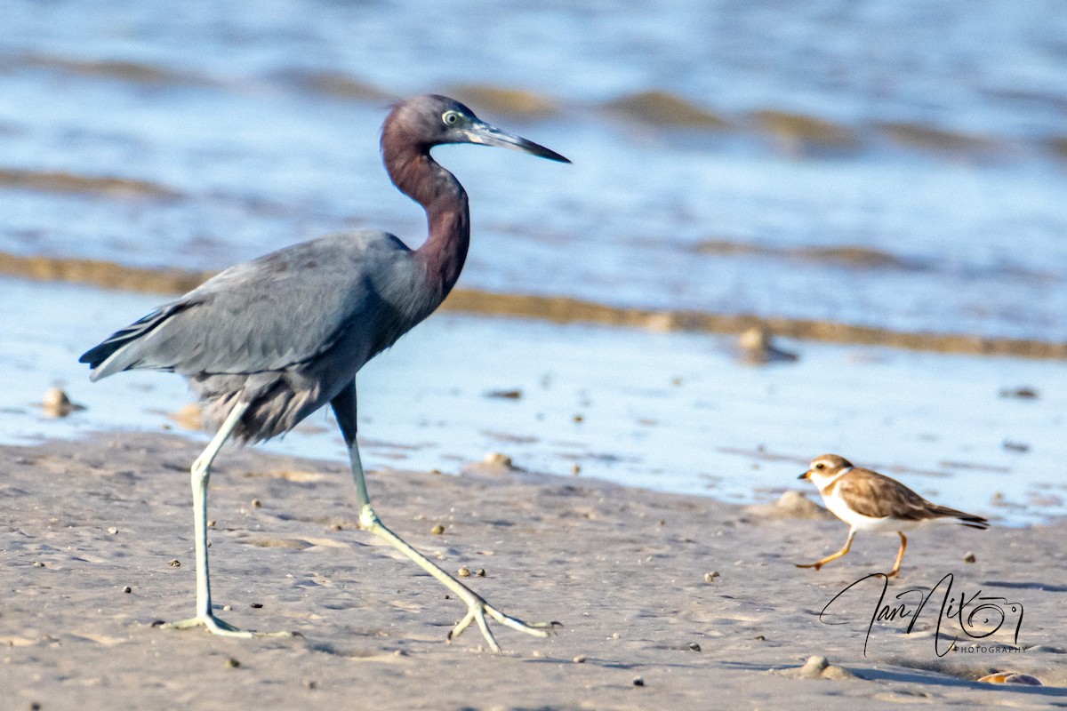 Little Blue Heron - ML643090969