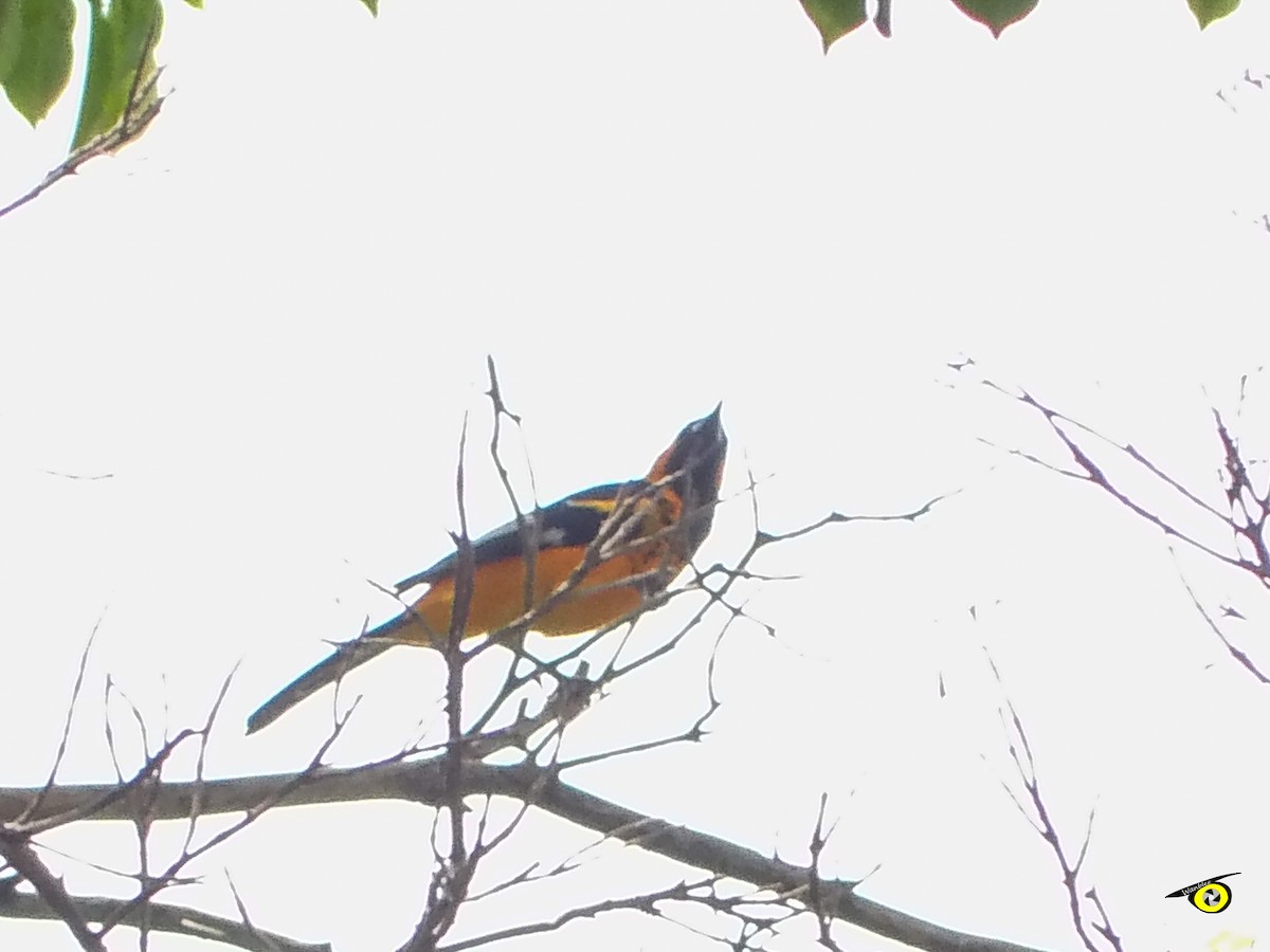 Spot-breasted Oriole - ML643090972