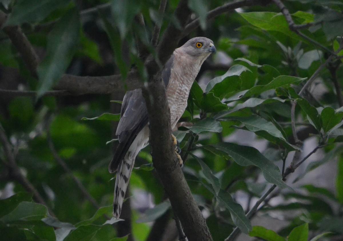 shikrahauk - ML643090976