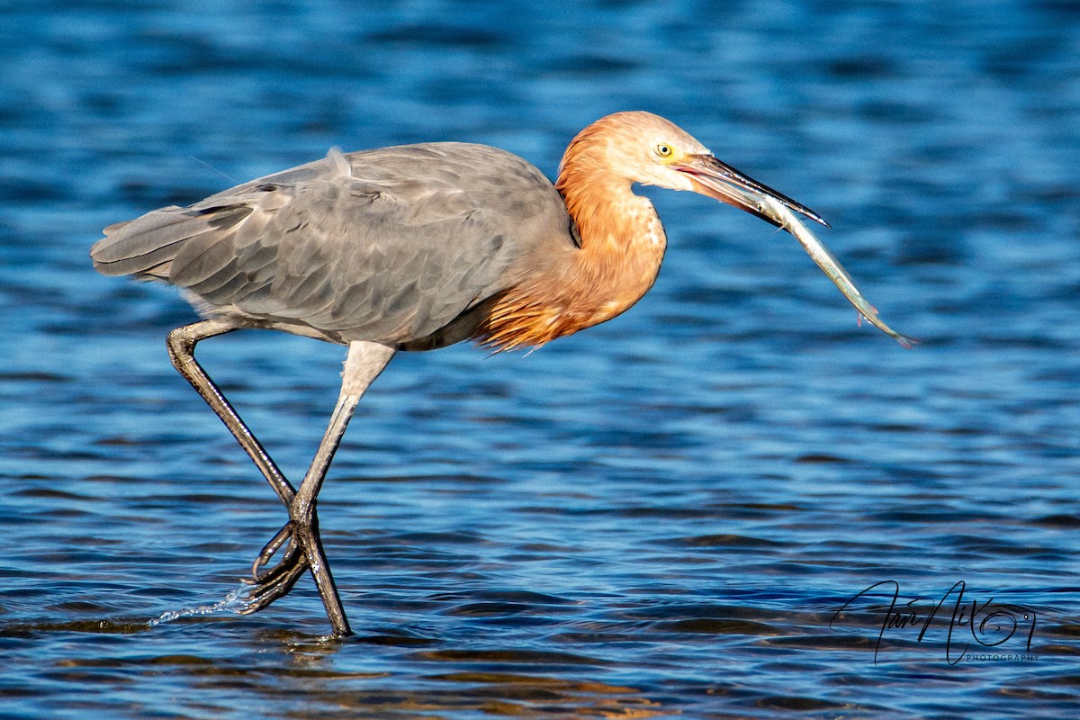 Reddish Egret - ML643090982