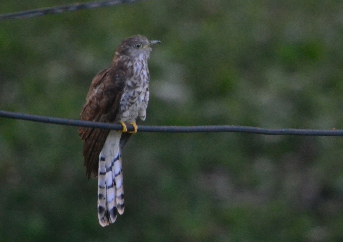 Common Hawk-Cuckoo - ML643090989