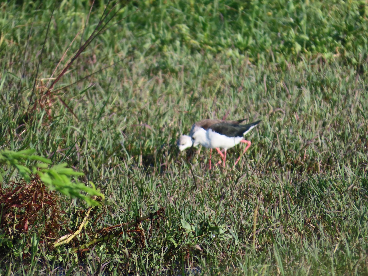 Black-winged Stilt - ML643090990