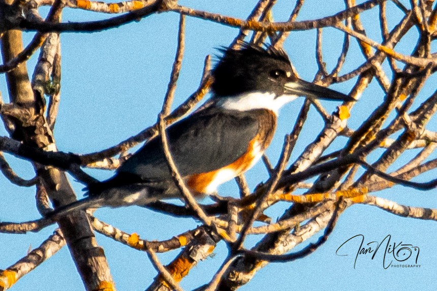 Belted Kingfisher - ML643090993