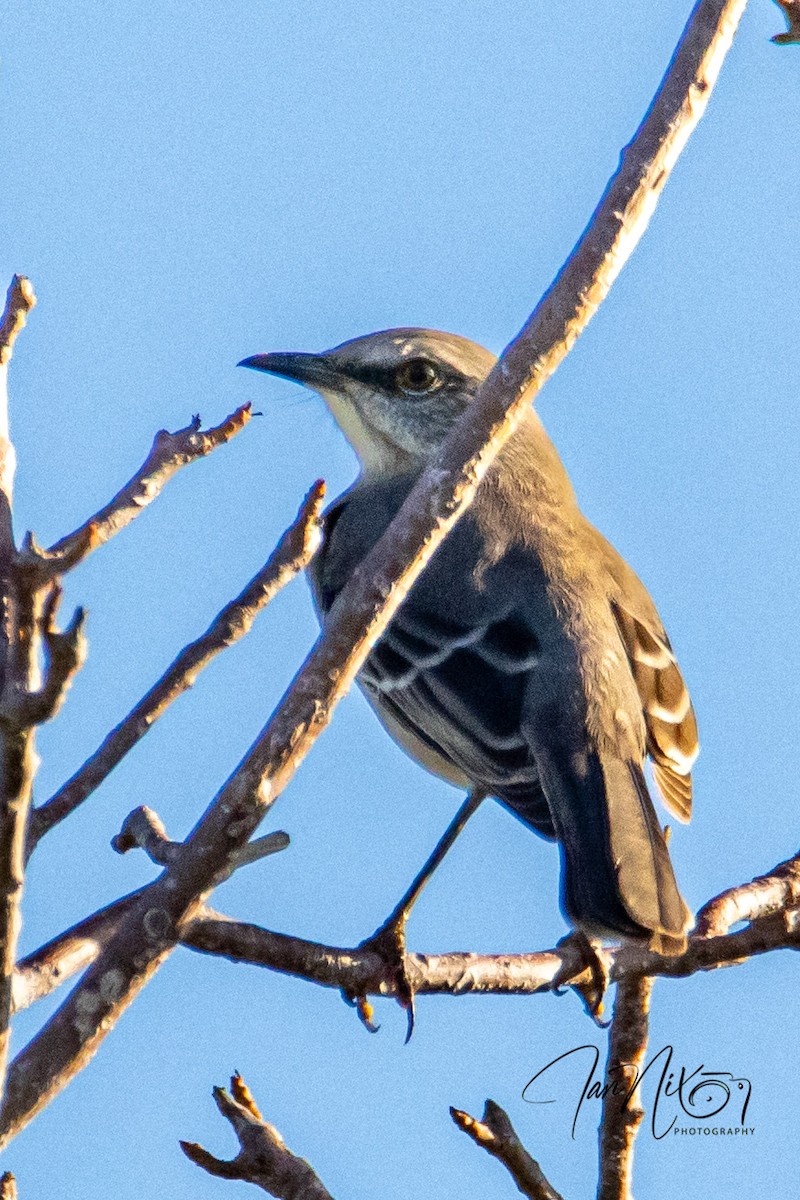 Northern Mockingbird - ML643091004