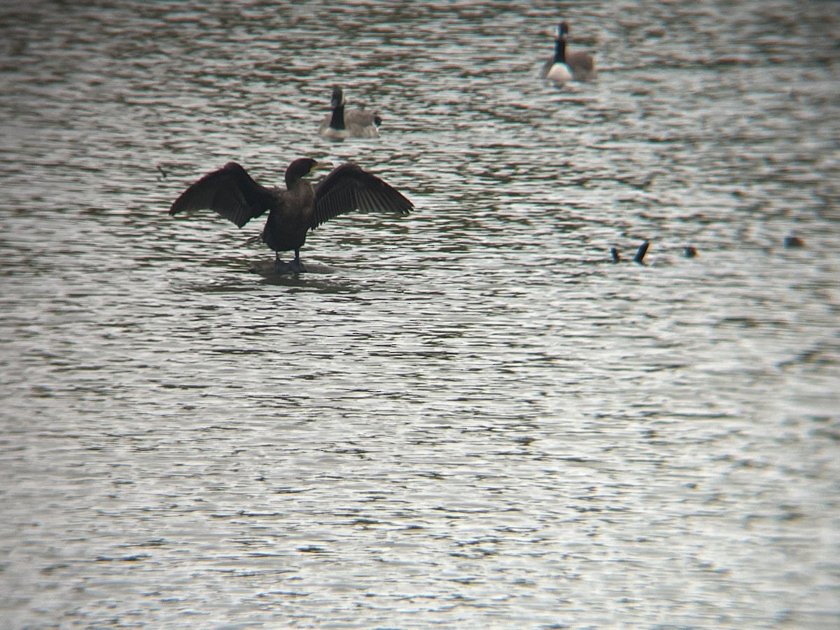 Double-crested Cormorant - ML643091031