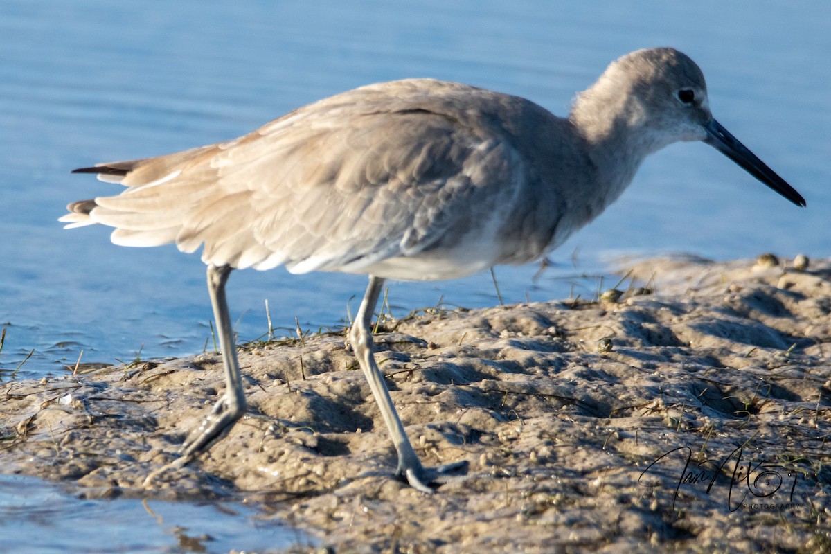 Willet - ML643091067
