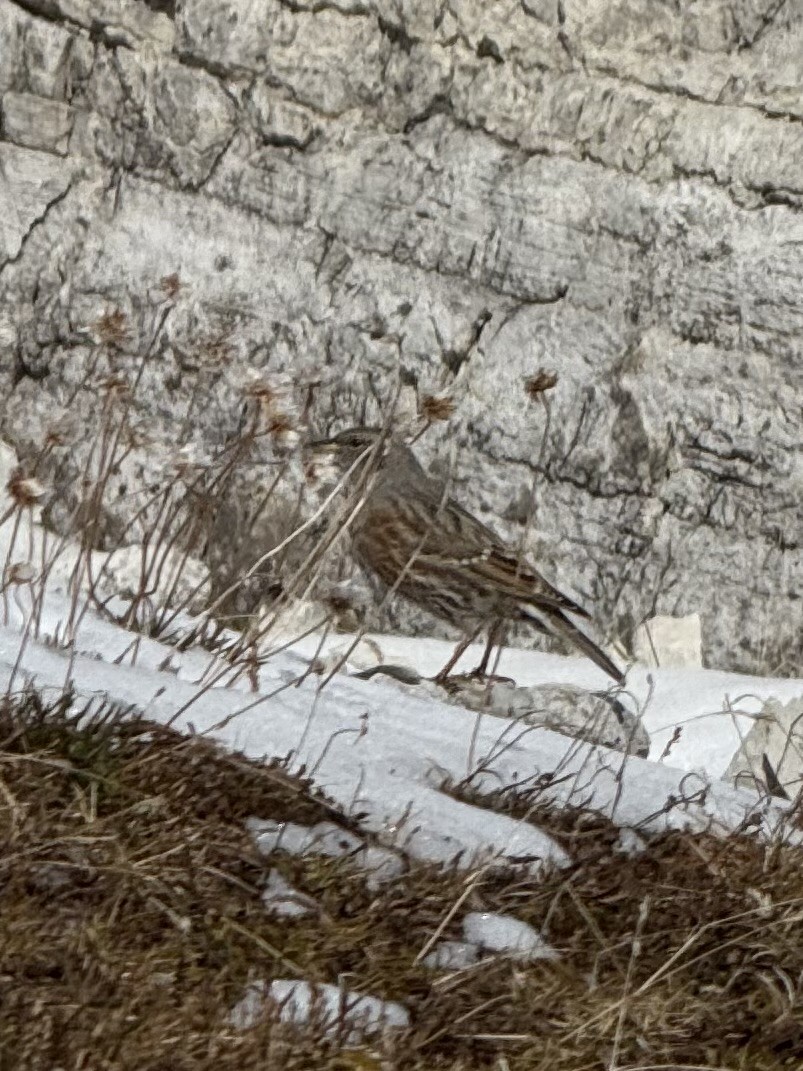 Alpine Accentor - ML643091078