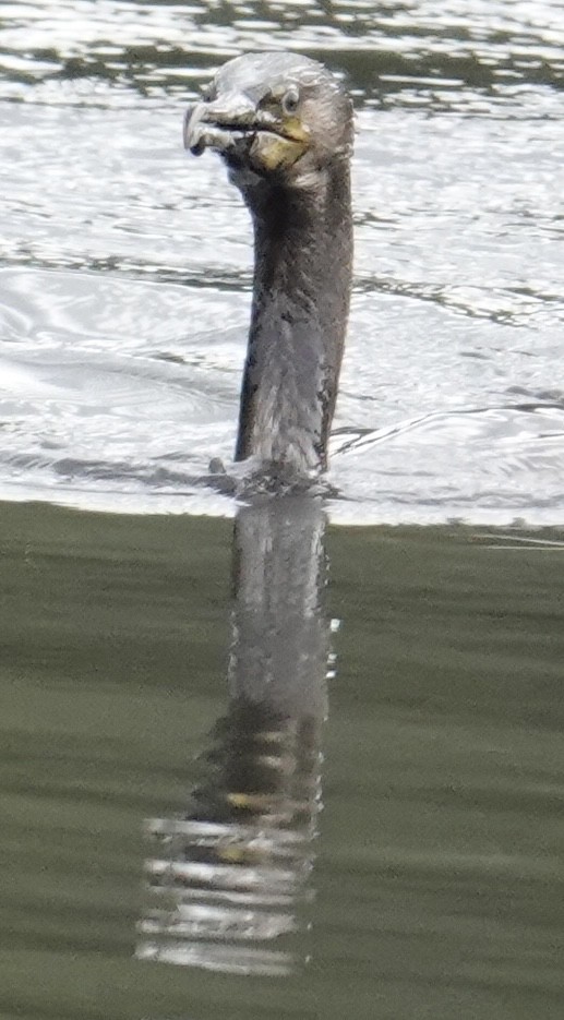 カワウ - ML643091079