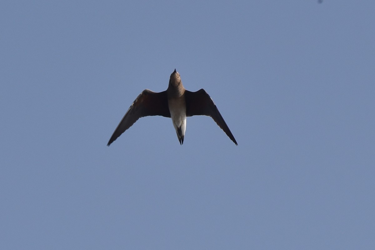 Collared Pratincole - ML643091091