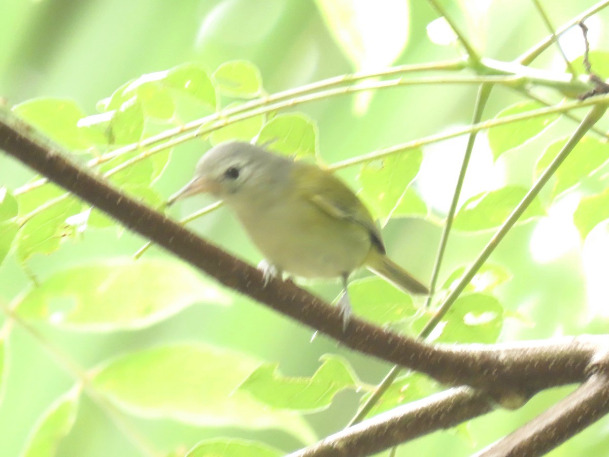 Lesser Greenlet - ML643091098