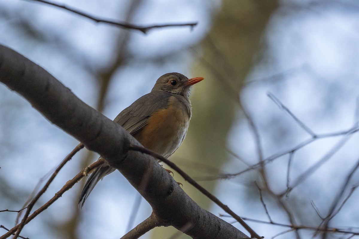 Kurrichane Thrush - ML643091112