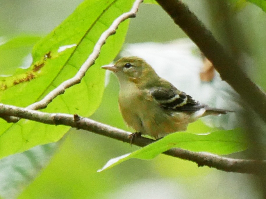 Bay-breasted Warbler - ML643091131