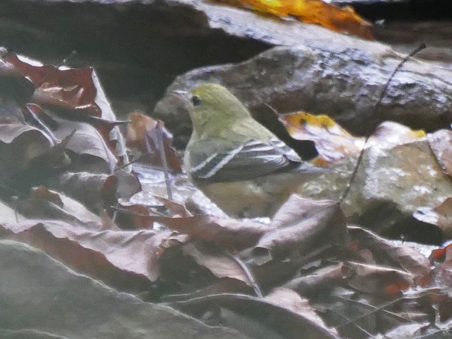 Bay-breasted Warbler - ML643091143