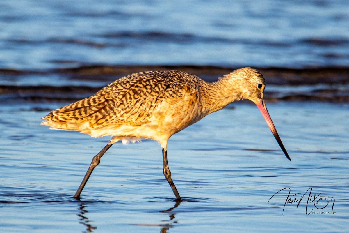 Marbled Godwit - ML643091152