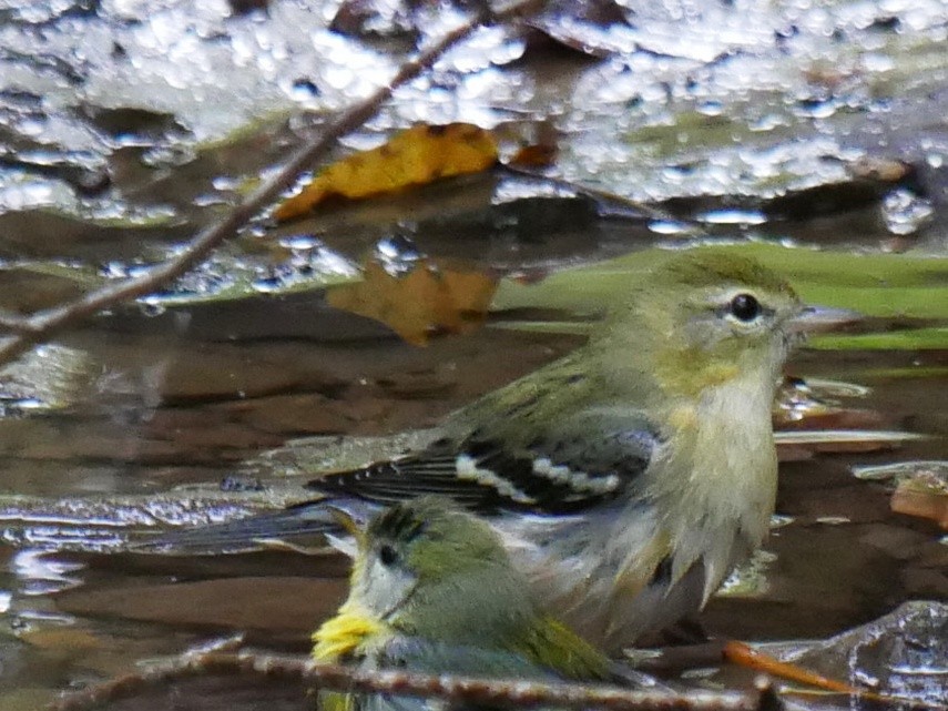 Bay-breasted Warbler - ML643091155