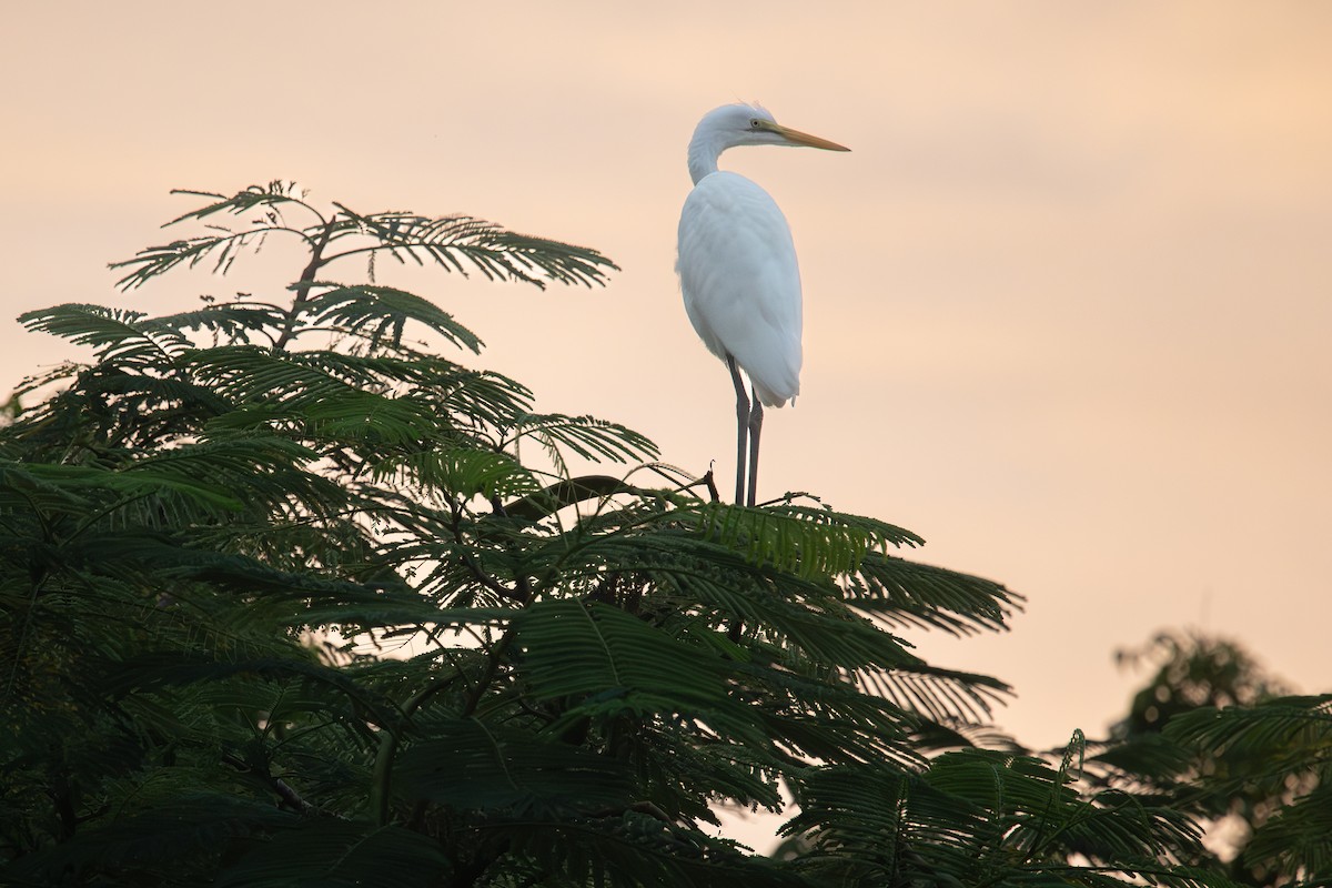 Grande Aigrette (melanorhynchos) - ML643091185
