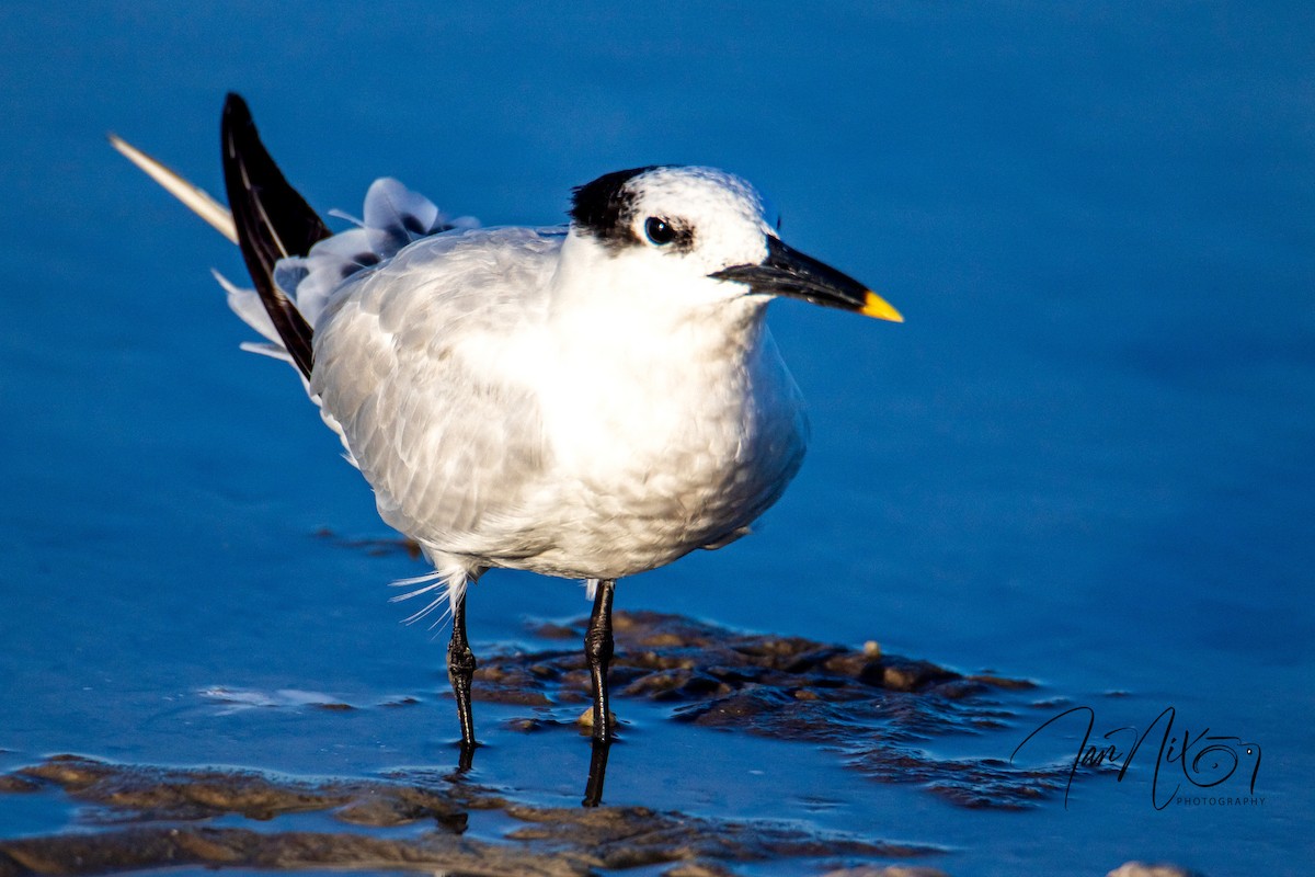 Sandwich Tern - ML643091203