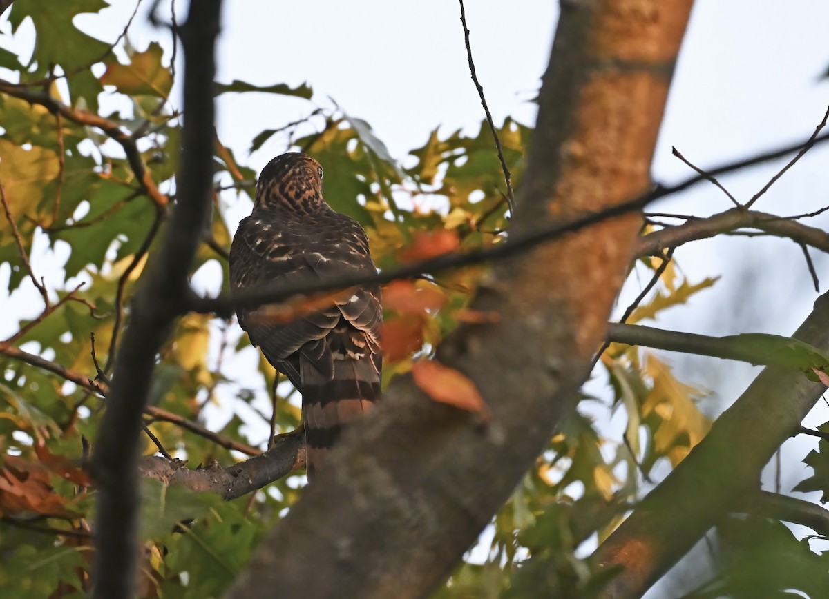 Cooper's Hawk - ML643091204