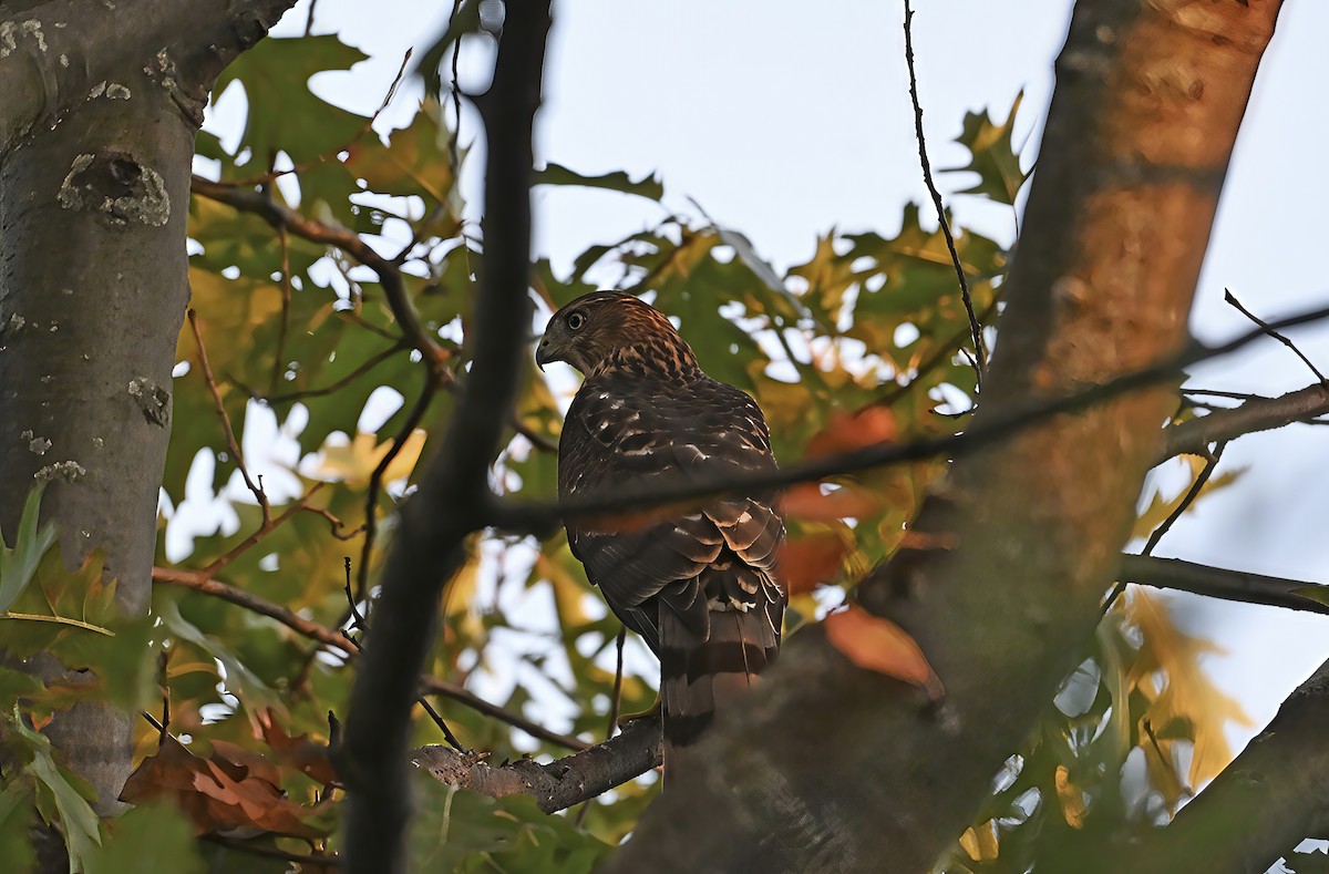 Cooper's Hawk - ML643091205