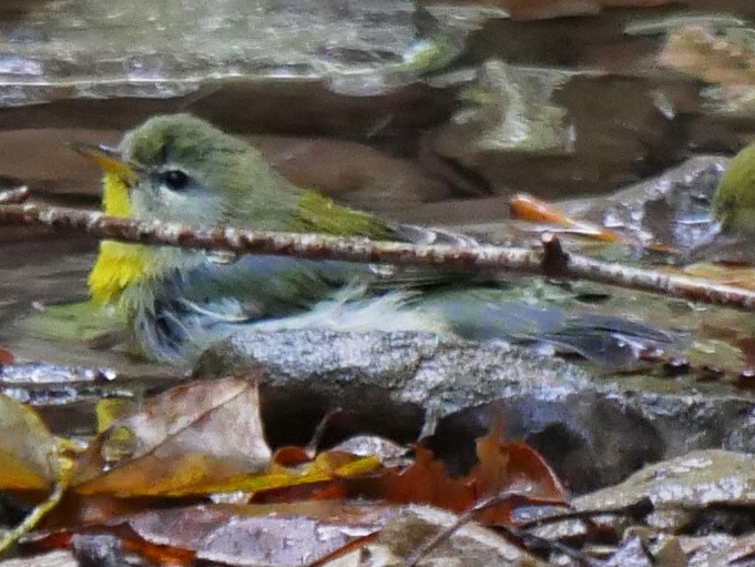 Northern Parula - ML643091208