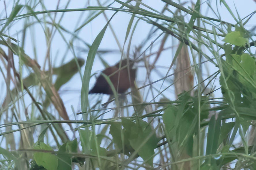 Chestnut Munia - ML643091210