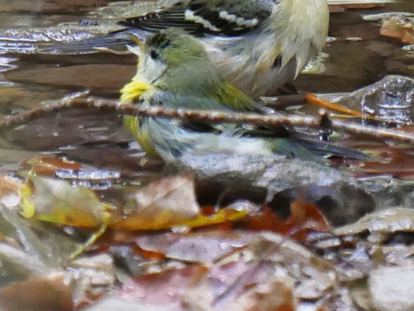 Northern Parula - ML643091226