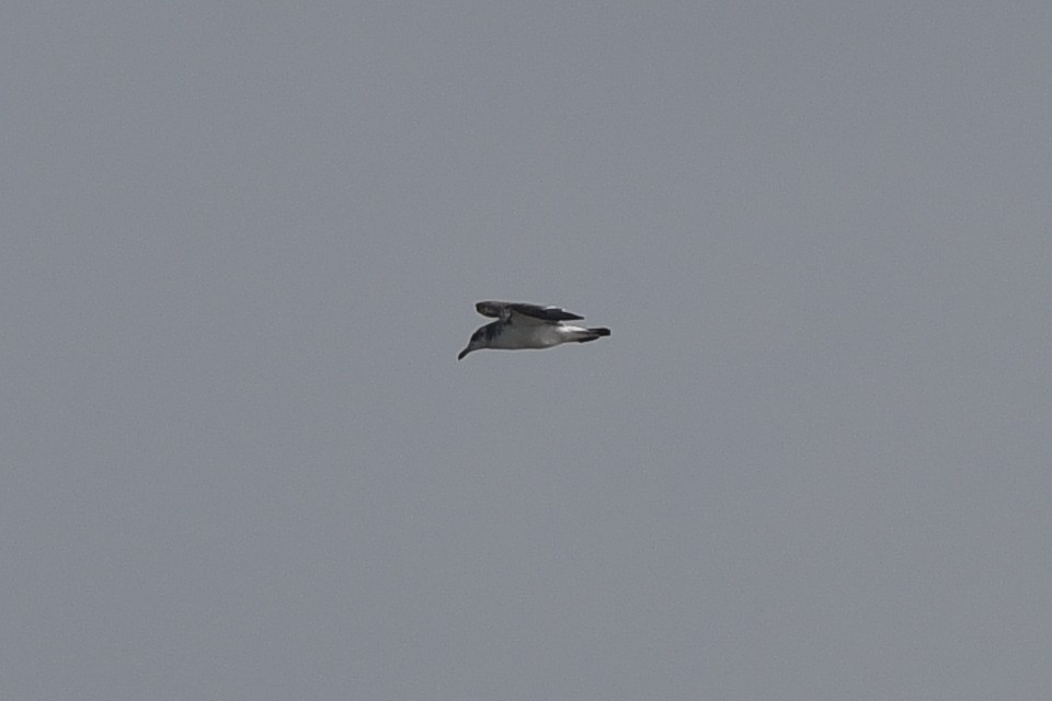 Pallas's Gull - ML643091227