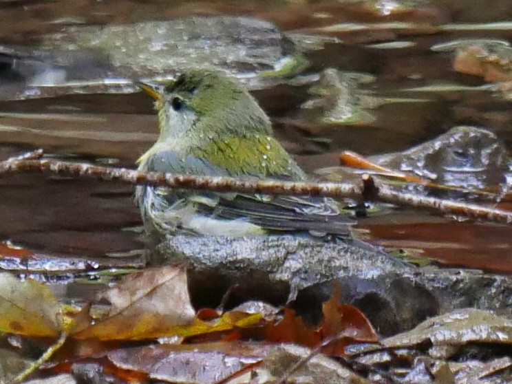 Northern Parula - ML643091231