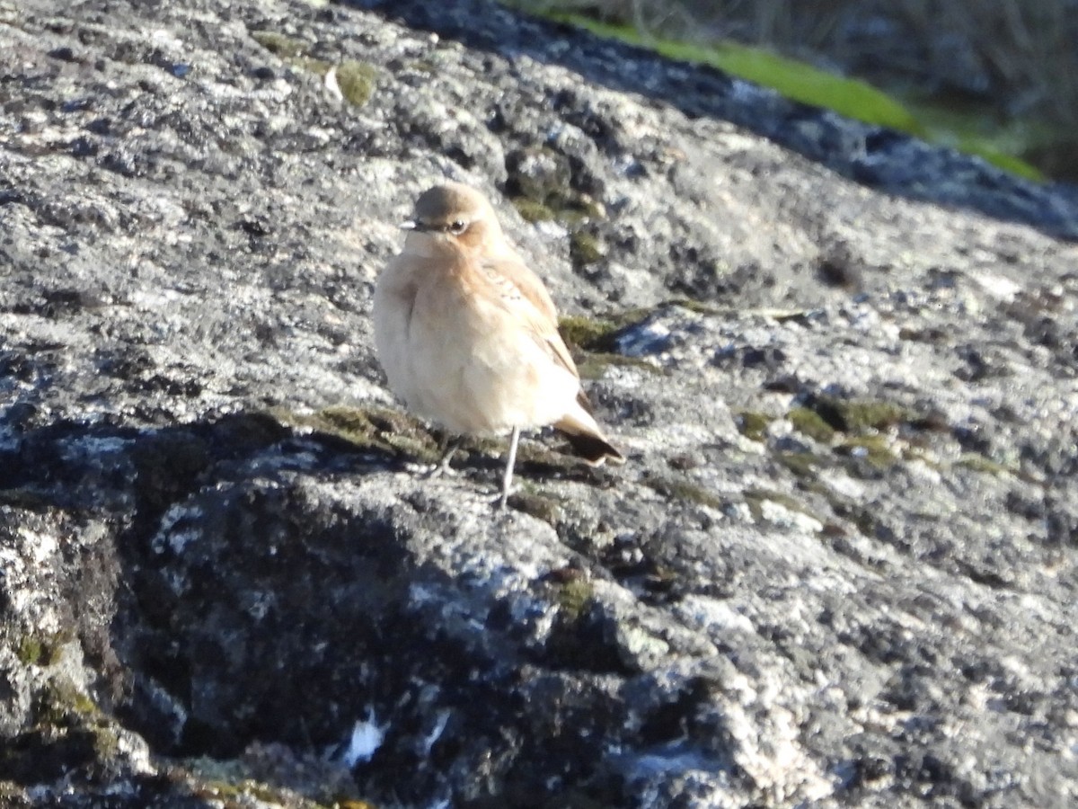 Northern Wheatear (Greenland) - ML643091235