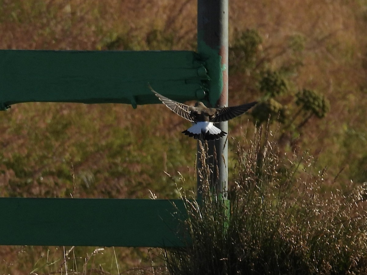Northern Wheatear (Greenland) - ML643091236