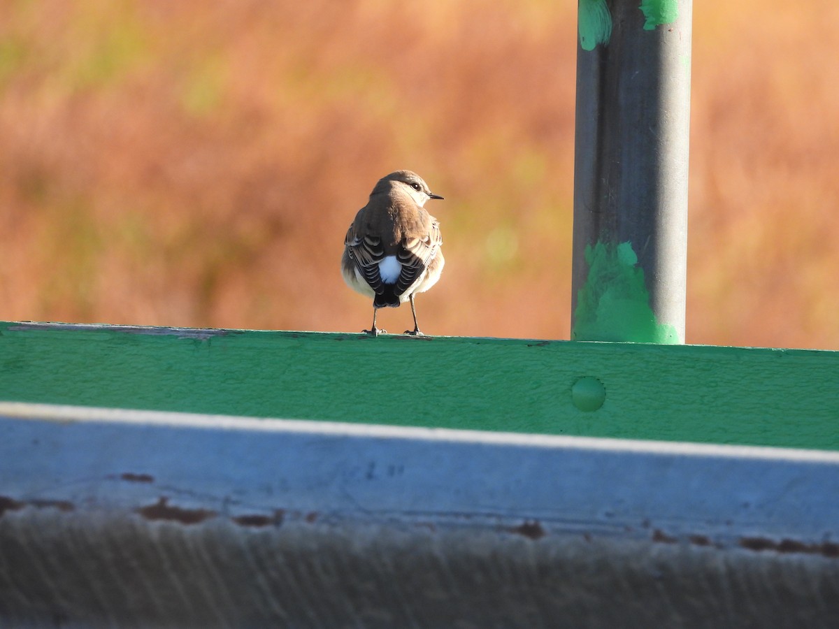 Northern Wheatear (Greenland) - ML643091237
