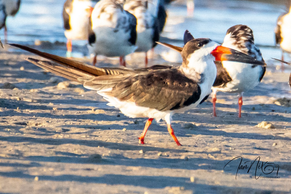 Black Skimmer - ML643091238