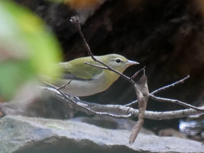 Tennessee Warbler - ML643091239