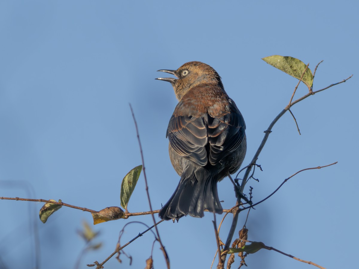 Rusty Blackbird - Joseph Scheer