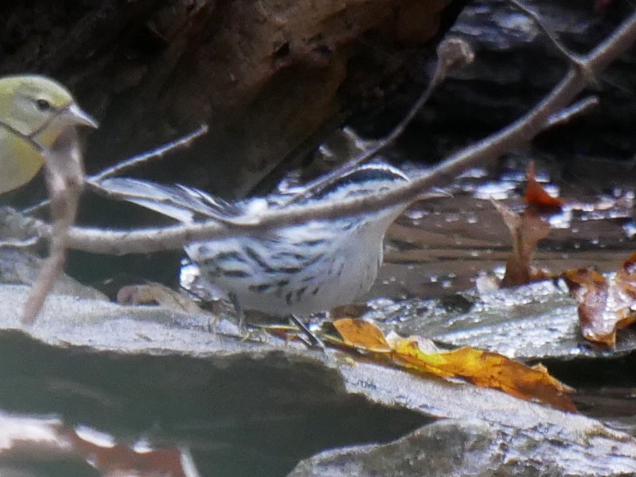 Black-and-white Warbler - ML643091253