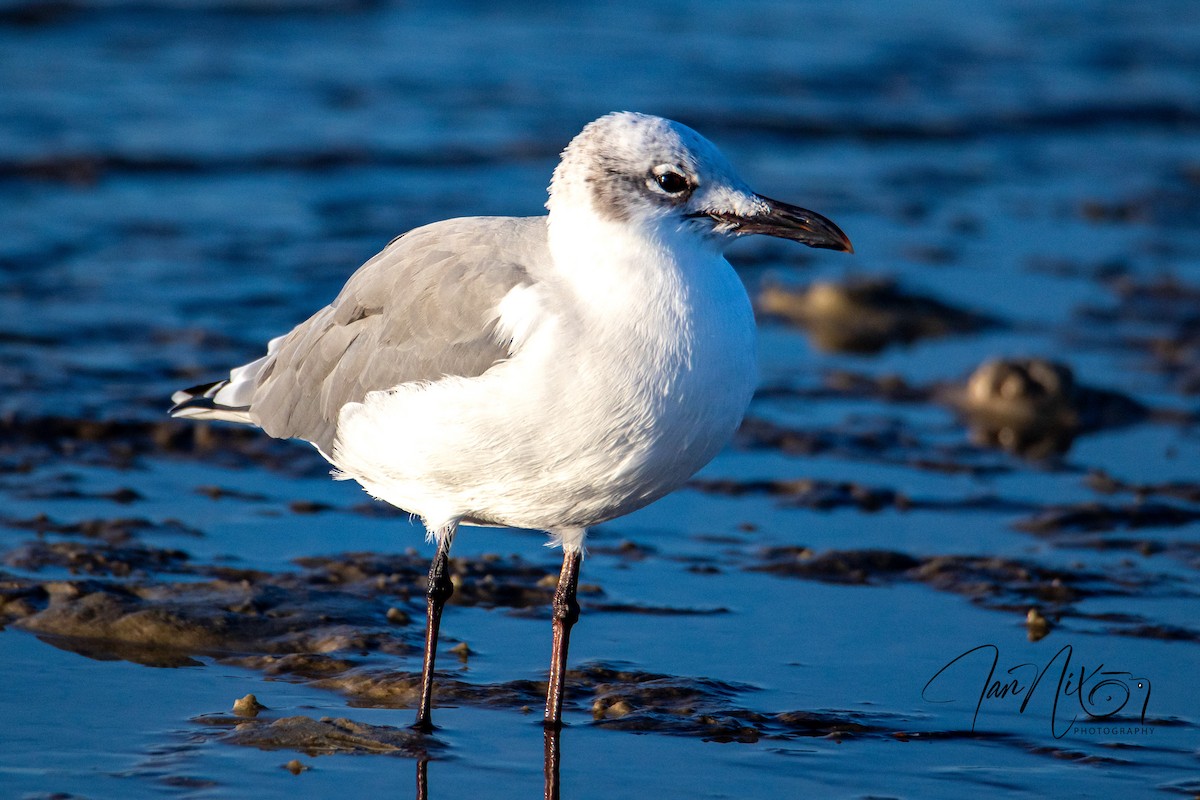 Laughing Gull - ML643091254