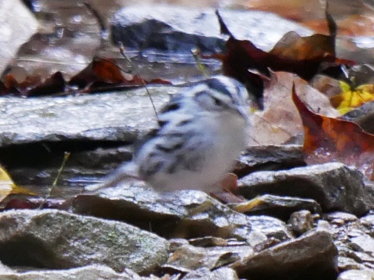 Black-and-white Warbler - ML643091259